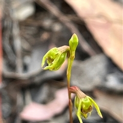 Caleana minor at Aranda, ACT - suppressed