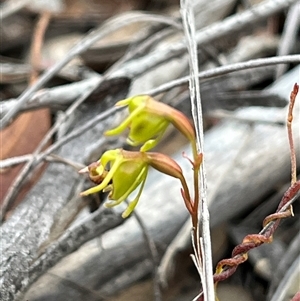 Caleana minor at Aranda, ACT - suppressed