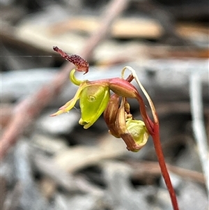 Caleana minor at Aranda, ACT - suppressed