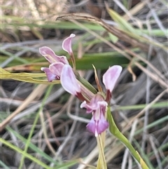 Diuris dendrobioides (Late Mauve Doubletail) at Michelago, NSW - 20 Nov 2024 by JaneR