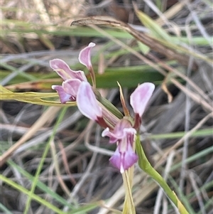 Diuris dendrobioides at suppressed - 20 Nov 2024