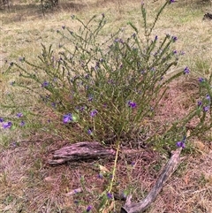 Echium plantagineum (Paterson's Curse) at Watson, ACT - 20 Nov 2024 by waltraud