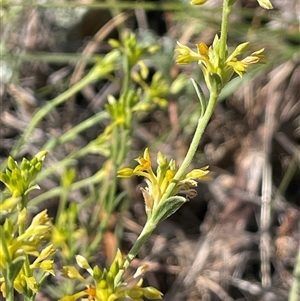 Pimelea curviflora var. sericea at Michelago, NSW - 20 Nov 2024