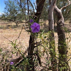 Solanum linearifolium (Kangaroo Apple) at Watson, ACT - 19 Nov 2024 by waltraud