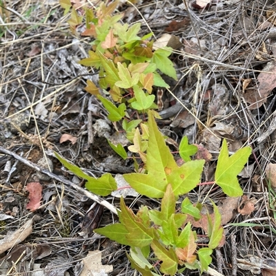 Acer buergerianum (Trident Maple) at Watson, ACT - 20 Nov 2024 by waltraud