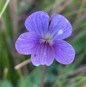 Viola betonicifolia subsp. betonicifolia at Tinderry, NSW - 20 Nov 2024 11:36 AM