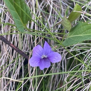 Viola betonicifolia subsp. betonicifolia at Tinderry, NSW - 20 Nov 2024 11:36 AM