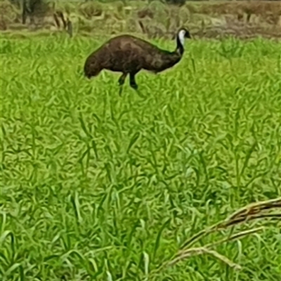 Dromaius novaehollandiae (Emu) at Tyndale, NSW - 20 Nov 2024 by Topwood