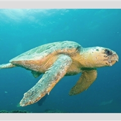 Caretta caretta (Loggerhead Turtle) at North Stradbroke Island, QLD - 6 Mar 2012 by MichaelBedingfield