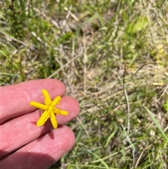 Hypoxis hygrometrica (Golden Weather-grass) at Cotter River, ACT - 20 Nov 2024 by nathkay