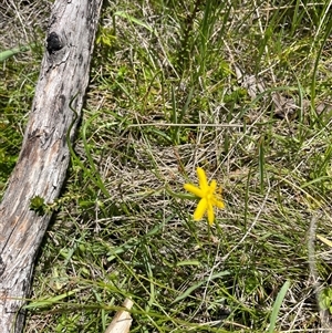 Hypoxis hygrometrica at Cotter River, ACT - 20 Nov 2024 02:04 PM