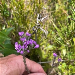 Comesperma retusum (Mountain Milkwort) at Cotter River, ACT - 20 Nov 2024 by nathkay