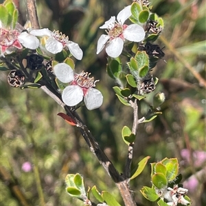 Leptospermum micromyrtus at Tinderry, NSW - 20 Nov 2024 10:46 AM