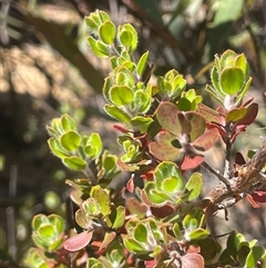 Leptospermum micromyrtus at Tinderry, NSW - 20 Nov 2024 10:46 AM