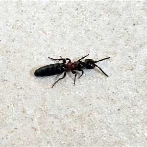 Tiphiidae (family) at Hawker, ACT - suppressed