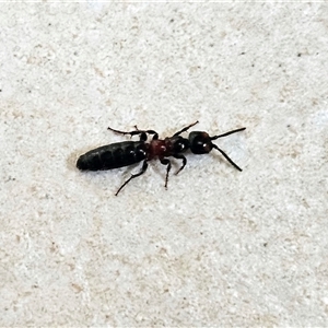 Tiphiidae (family) at Hawker, ACT - suppressed