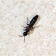 Tiphiidae (family) at Hawker, ACT - suppressed