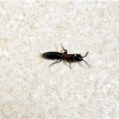 Tiphiidae (family) at Hawker, ACT - suppressed