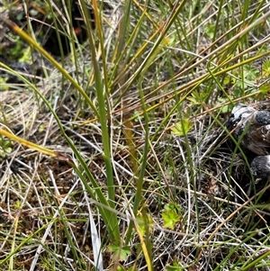 Diuris monticola at Cotter River, ACT - suppressed