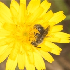 Lasioglossum (Chilalictus) lanarium (Halictid bee) at Bungonia, NSW - 16 Nov 2024 by AlisonMilton