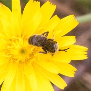 Lasioglossum (Chilalictus) lanarium at Bungonia, NSW - 17 Nov 2024