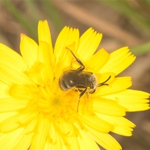 Lasioglossum (Chilalictus) lanarium at Bungonia, NSW - 17 Nov 2024