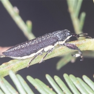 Rhinotia sp. in brunnea-group (A belid weevil) at Bungonia, NSW by AlisonMilton