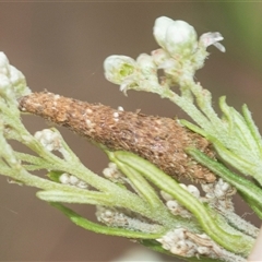 Conoeca or Lepidoscia (genera) IMMATURE (Unidentified Cone Case Moth larva, pupa, or case) at Bungonia, NSW - 16 Nov 2024 by AlisonMilton