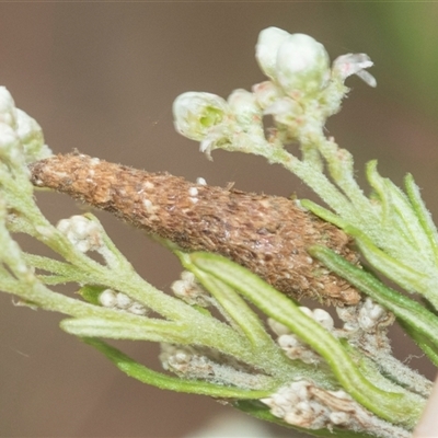 Conoeca or Lepidoscia (genera) IMMATURE (Unidentified Cone Case Moth larva, pupa, or case) at Bungonia, NSW - 17 Nov 2024 by AlisonMilton