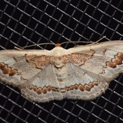 Dithalama cosmospila (Grey Spotted Wave) at Jerrabomberra, NSW - 20 Nov 2024 by DianneClarke