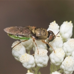 Odontomyia opertanea (A soldier fly) at Bungonia, NSW - 17 Nov 2024 by AlisonMilton