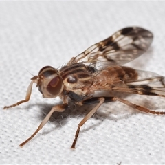 Cardiacera sp. (genus) at Jerrabomberra, NSW - 20 Nov 2024