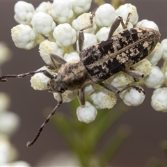 Pempsamacra dispersa (Longhorn beetle) at Bungonia, NSW - 17 Nov 2024 by AlisonMilton