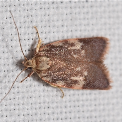 Syringoseca mimica (A Concealer moth (Wingia Group)) at Jerrabomberra, NSW - 20 Nov 2024 by DianneClarke