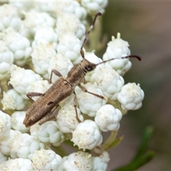 Pempsamacra tillides (Longhorn or longicorn beetle) at Bungonia, NSW - 17 Nov 2024 by AlisonMilton