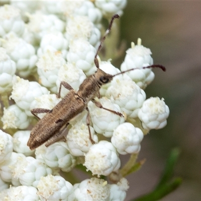 Pempsamacra tillides (Longhorn or longicorn beetle) at Bungonia, NSW - 17 Nov 2024 by AlisonMilton