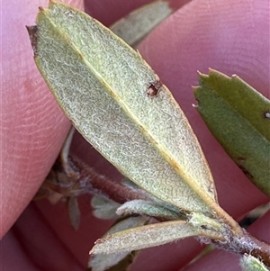 Pyracantha angustifolia at Bredbo, NSW - 21 Nov 2024 12:09 PM