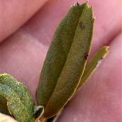 Pyracantha angustifolia at Bredbo, NSW - 21 Nov 2024 12:09 PM