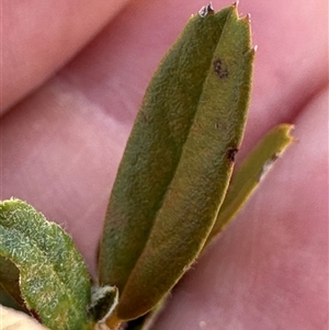 Pyracantha angustifolia at Bredbo, NSW - 21 Nov 2024 12:09 PM