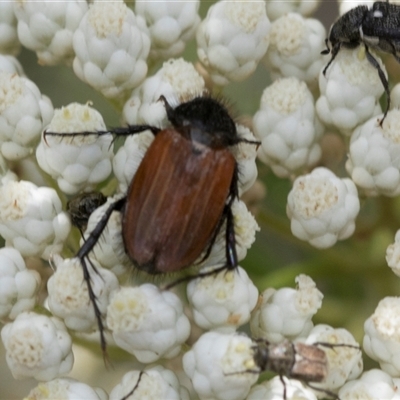 Phyllotocus rufipennis (Nectar scarab) at Bungonia, NSW - 17 Nov 2024 by AlisonMilton