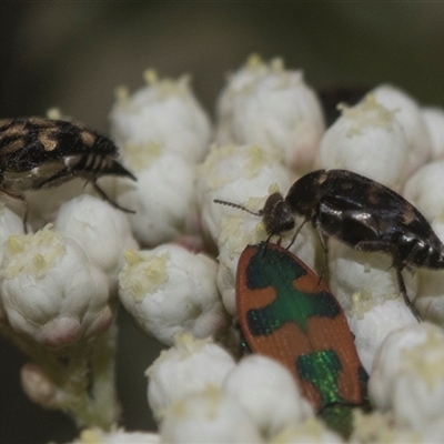 Mordella sp. (genus) (Pintail or tumbling flower beetle) at Gundary, NSW - 17 Nov 2024 by AlisonMilton