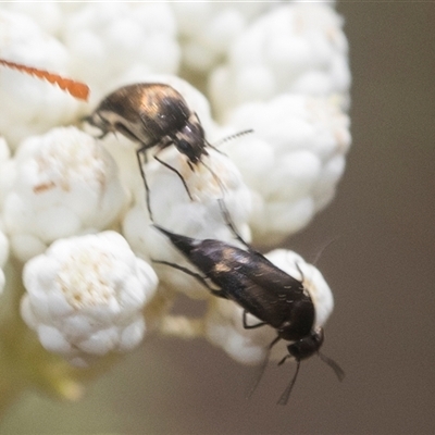 Mordella sp. (genus) (Pintail or tumbling flower beetle) at Bungonia, NSW - 17 Nov 2024 by AlisonMilton