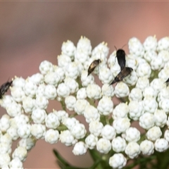 Mordella sp. (genus) (Pintail or tumbling flower beetle) at Bungonia, NSW - 17 Nov 2024 by AlisonMilton