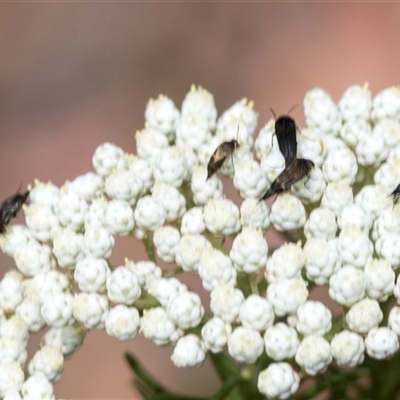 Mordella sp. (genus) (Pintail or tumbling flower beetle) at Bungonia, NSW - 17 Nov 2024 by AlisonMilton