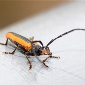 Stenoderus suturalis at Bungonia, NSW - 17 Nov 2024