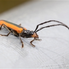 Stenoderus suturalis at Bungonia, NSW - 17 Nov 2024