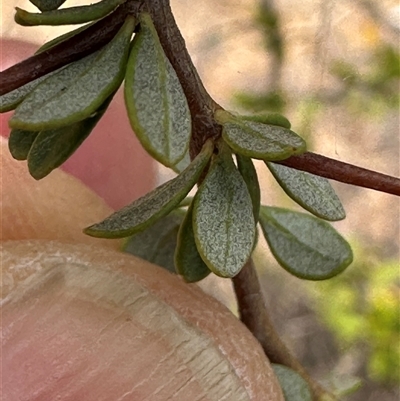 Bursaria spinosa (Native Blackthorn, Sweet Bursaria) at Bredbo, NSW - 21 Nov 2024 by lbradley