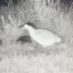 Nycticorax caledonicus at Jerrabomberra, NSW - suppressed