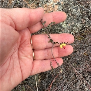 Bossiaea buxifolia at Bredbo, NSW - 21 Nov 2024