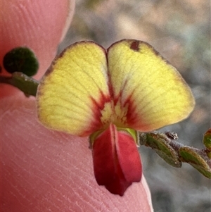 Bossiaea buxifolia at Bredbo, NSW - 21 Nov 2024